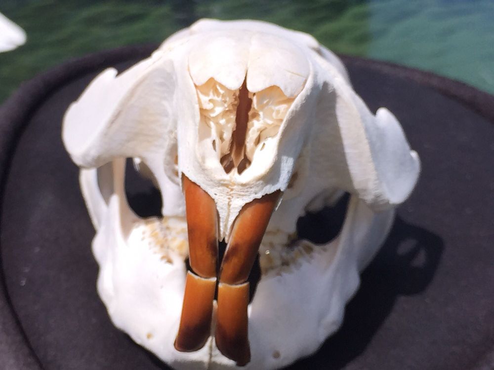 Zach’s Skullworks - taxidermy in Dillsburg, PA