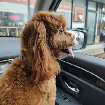 Bark 'N' Bean - Isn't she lovely - Pet Groomers Near Me - Annapolis, Maryland