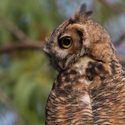 Sepulveda Basin Wildlife Preserve - Great Horned Owl