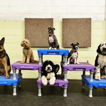 Dog Zone - Pet Sitting Near Me - Battle Creek, Michigan Dog Zone - Pet Sitting Near Me - Battle Creek, Michigan