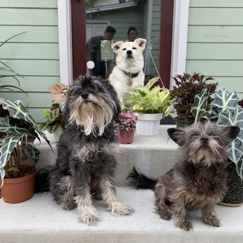 Latinx With Plants - Squad - Nurseries & Gardening Near Me - Los Angeles, California