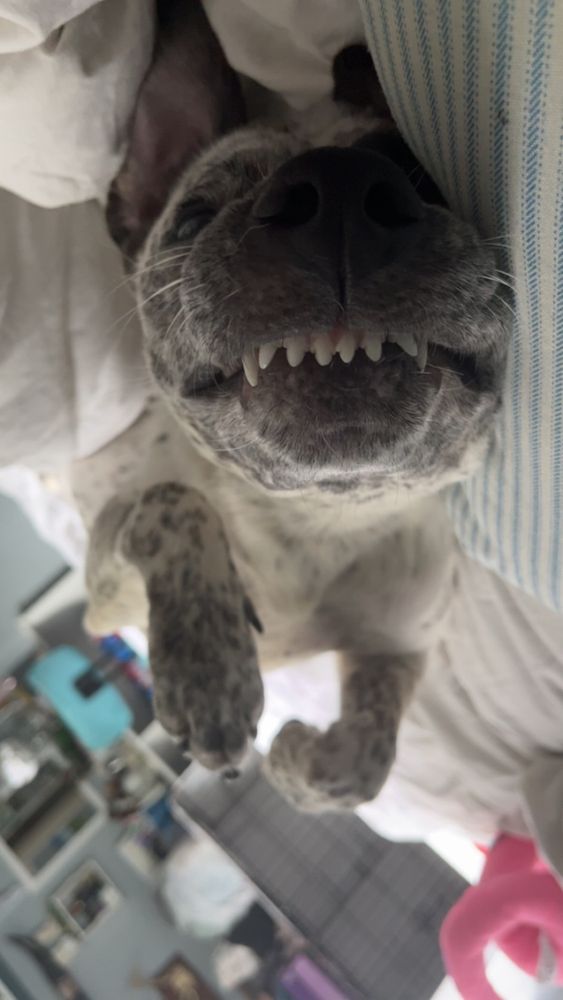 Pooches - pet boarding facility in Tulsa, OK