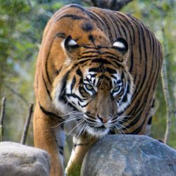 Chester Zoo - I found this photo of this beautiful tiger at the Chester zoo June 2024 grandkids Formula 1 race week.