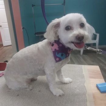 Pup's N Bubbles Pet Grooming - Pet Groomers Near Me - Lake Elsinore, California