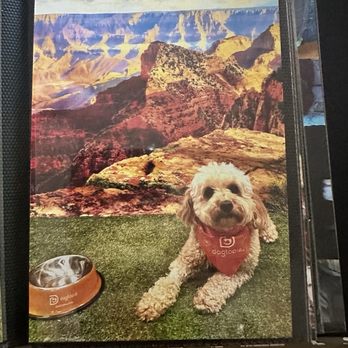 Dogtopia - Pet Boarding Near Me - Upland, California