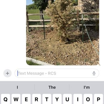 Valley Grown Nursery - Pinion Pine Tree  dead due to improper planting compliments of "Fransisco" a landscaper reference provided by Valley Tree Nursery. - Nurseries & Gardening Near Me - Mack, Colorado