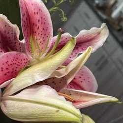 Flowers Of Las Colinas - This flower actually was brownish up close
