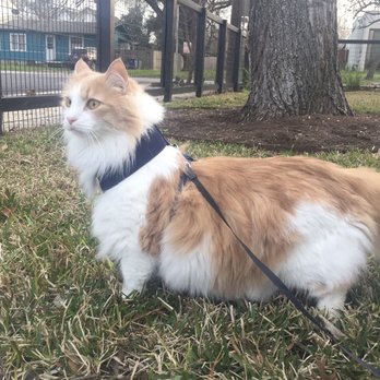 Dandy Lion Cat Specialist - Teaching this guy to walk in his harness ! - Pet Training Near Me Dandy Lion Cat Specialist - Teaching this guy to walk in his harness ! - Pet Training Near Me