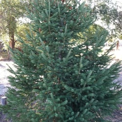 North Pole Pines