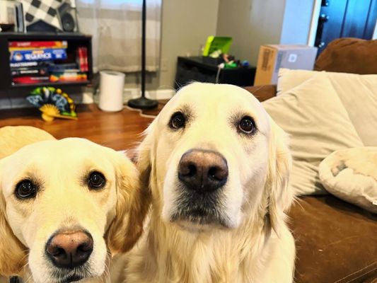 Three Dogs Tavern by null