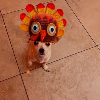 Pet Rush Inn - Pet Sitting Near Me - Burbank, California Pet Rush Inn - Pet Sitting Near Me - Burbank, California