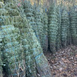 The Christmas Tree Lot