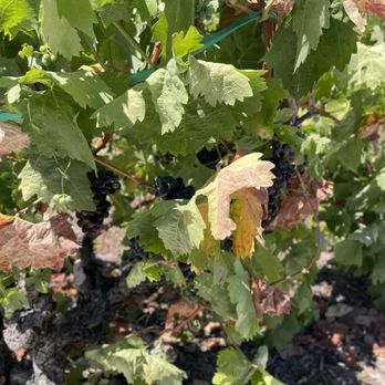 Chateau St Jean - Grape vines - Wineries Near Me - Kenwood, California