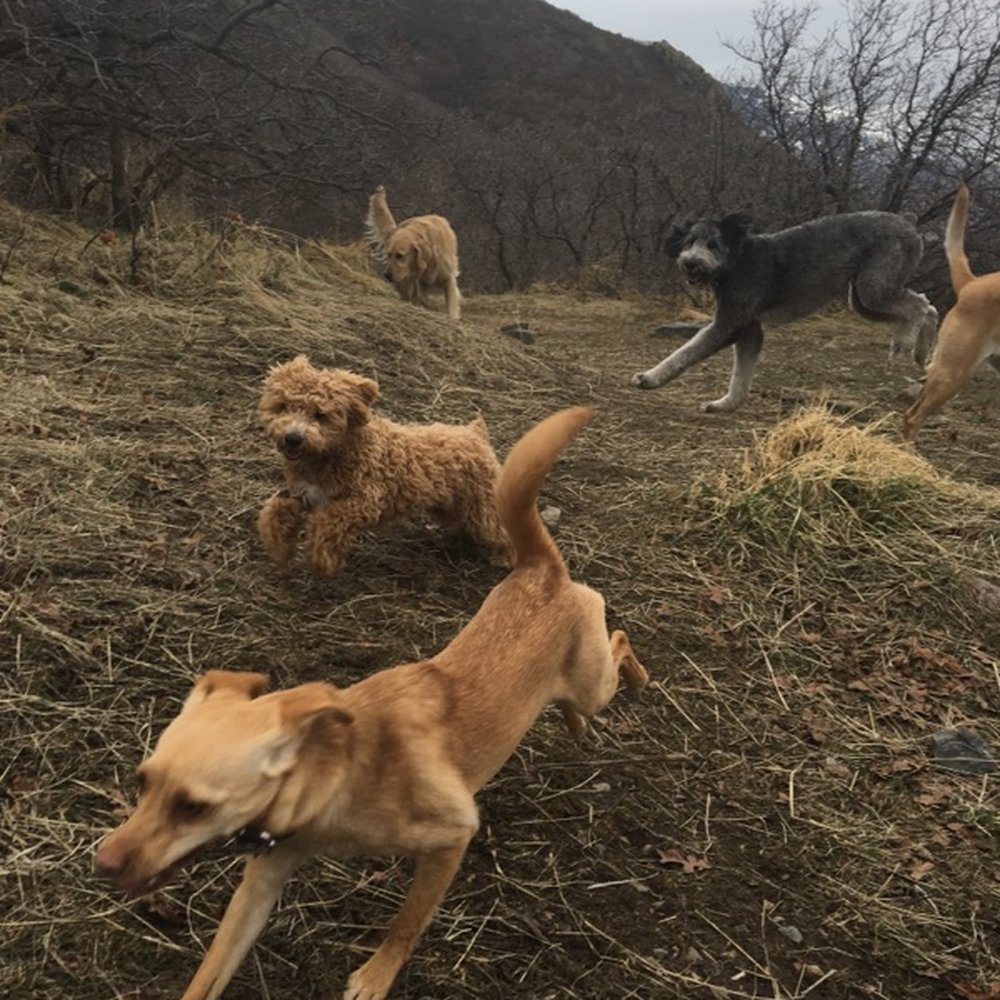 Loving Your Pets - Dog Walkers Near Me