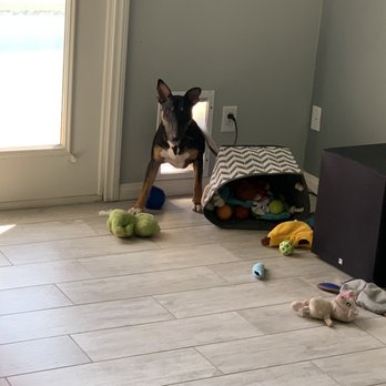 We Care Pet Services - Dog Walkers Near Me - Las Vegas, Nevada We Care Pet Services - Dog Walkers Near Me - Las Vegas, Nevada