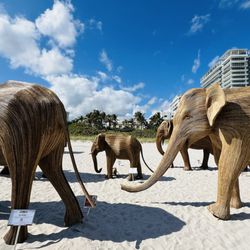 The Great Elephant Migration