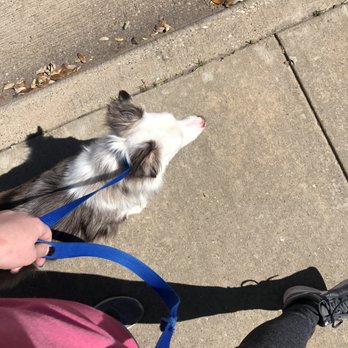 Perfect Pack Dog Training - Tucker walking right beside me without pulling or lunging after one walking lesson! - Pet Training Near Me