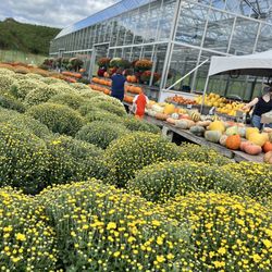 Ferjulian's Farm Stand - Fall mums