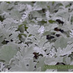 Mobley Plant Farm