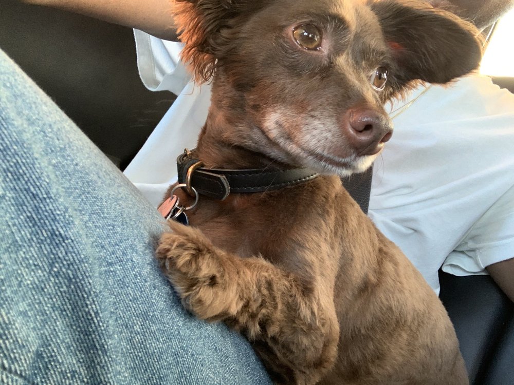 OAK CLIPS PET BOUTIQUE & GROOMING 73 Photos & 74 Reviews 502 N