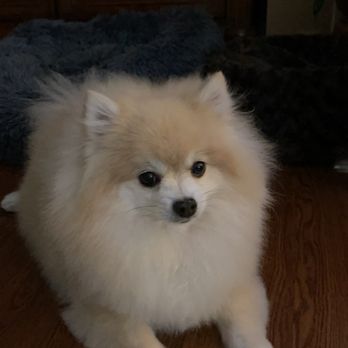 Puppy Lovin - Loki - Pet Groomers Near Me - Middleburg, Florida Puppy Lovin - Loki - Pet Groomers Near Me - Middleburg, Florida