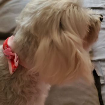 A&M Mobile Dog Grooming - Ears were wet and not combed out - Pet Groomers Near Me A&M Mobile Dog Grooming - Ears were wet and not combed out - Pet Groomers Near Me
