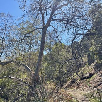 Rivas Canyon Trail - Hiking Near Me - Pacific Palisades, California