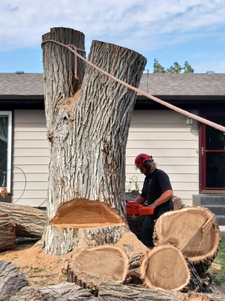 NORSE TREE SERVICE Updated October 2024 18 Photos Woonsocket