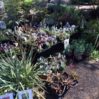 Whispering Winds Nursery - How succulent... - Nurseries & Gardening Near Me - Ukiah, California