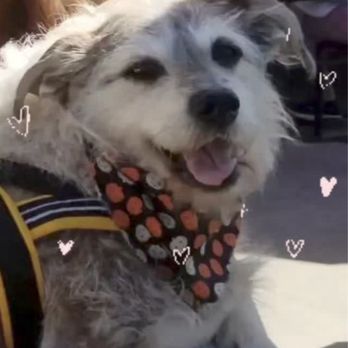 Furrever Friends - Pet Cremation Services Near Me - Long Beach, California