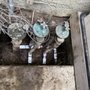 Boson Pro Plumbing