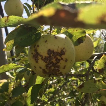 Sweet Berry Farm - Rotten apples - Fruits & Veggies Near Me - Middletown, Rhode Island