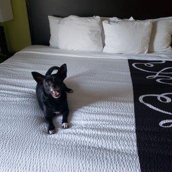 La Quinta by Wyndham Fruita - Pet friendly with a reasonable fee - Hotels Near Me - Fruita, Colorado La Quinta by Wyndham Fruita - Pet friendly with a reasonable fee - Hotels Near Me - Fruita, Colorado
