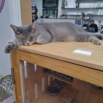 Constellation Cat Cafe - Pet Adoption Near Me - Lansing, Michigan