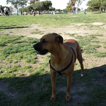 Arbor Dog Park - Duchess gwtting some shade after a good run. - Dog Parks Near Me - Los Alamitos, California Arbor Dog Park - Duchess gwtting some shade after a good run. - Dog Parks Near Me - Los Alamitos, California