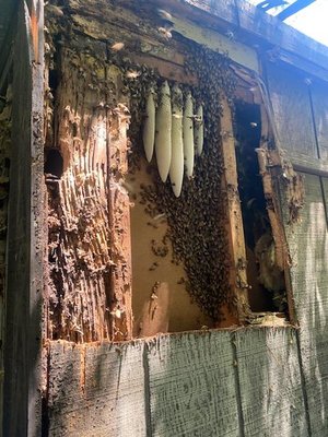 Garage Bee Removal - This bee hive was located outside the garage.I removed the wood, removed the bees in a humane way, made sure there was no bees left behind. Garage Bee Removal - This bee hive was located outside the garage.I removed the wood, removed the bees in a humane way, made sure there was no bees left behind.