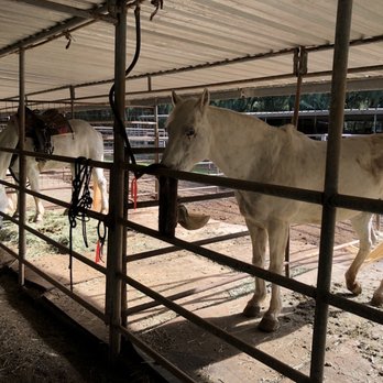 Ironwood Ranch - The Herd - Horseback Riding Near Me - Lahaina, Hawaii