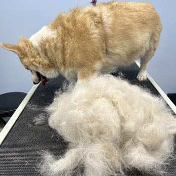 Pawsitive Pet Grooming - Pet Groomers Near Me - Covina, California Pawsitive Pet Grooming - Pet Groomers Near Me - Covina, California