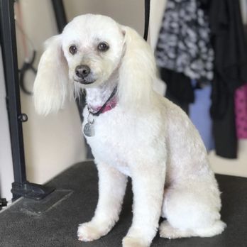 PracticalCuts - Aria 2021 - Pet Groomers Near Me PracticalCuts - Aria 2021 - Pet Groomers Near Me