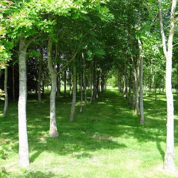 Boship Farm Hotel - Their very own Ash forest - Hotels Near Me