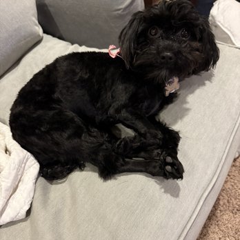 Mighty Dog Grooming - Sophie was groomed by Ciara and she did an amazing job!  We'll calling you again next time she needs a spa day. - Pet Groomers Near Me