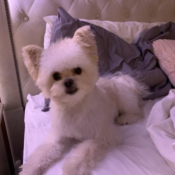 Luzy's Dapper Dog - Bailey after his haircut, content and relaxed. Looking his fluffiest ever!! - Pet Groomers Near Me - Lynbrook, New York Luzy's Dapper Dog - Bailey after his haircut, content and relaxed. Looking his fluffiest ever!! - Pet Groomers Near Me - Lynbrook, New York