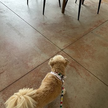 Three Dog Winery - a dog standing on the floor - Wineries Near Me - Picton, Ontario Three Dog Winery - a dog standing on the floor - Wineries Near Me - Picton, Ontario