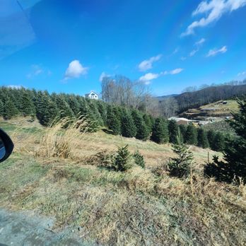 C and J Christmas Tree Farm - Christmas Trees Near Me - Boone, North Carolina C and J Christmas Tree Farm - Christmas Trees Near Me - Boone, North Carolina