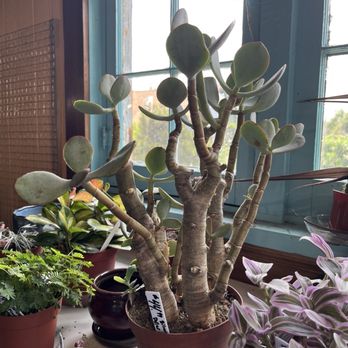 Harlequin's Gardens - Jade plant in the back, Named it Jeremiah - Nurseries & Gardening Near Me - Boulder, Colorado Harlequin's Gardens - Jade plant in the back, Named it Jeremiah - Nurseries & Gardening Near Me - Boulder, Colorado