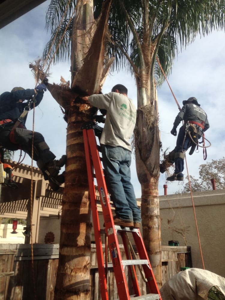 Artistry Tree Service - tree service in San Diego, CA