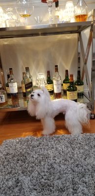 pampered paws brooklyn