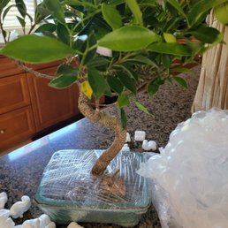 Bonsai Boy 35 Reviews Florists 1091 Montauk Hwy Patchogue Ny Phone Number Yelp