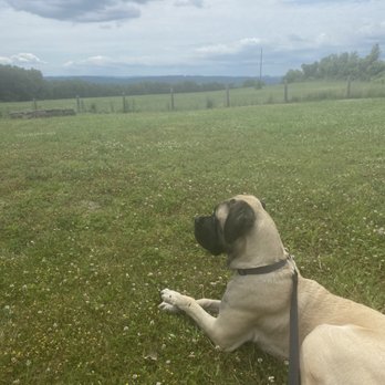 Let's Speak Dog - Outside on a field walk. - Pet Training Near Me - Easton, Pennsylvania