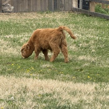 Nashville Zoo - Highland cow - Zoos Near Me - Nashville, Tennessee Nashville Zoo - Highland cow - Zoos Near Me - Nashville, Tennessee
